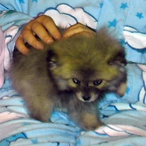 Cuddles -the Pomerainan.JPG